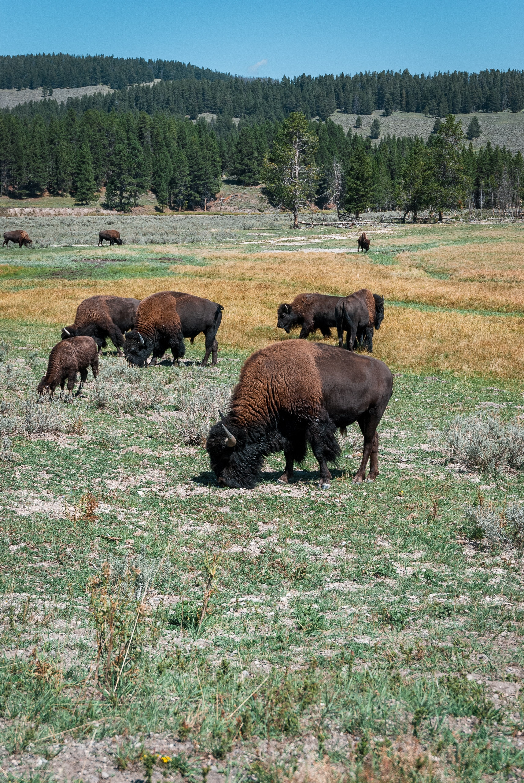 Yellowstone National Park - 2007-0827-DSC_0078_37292