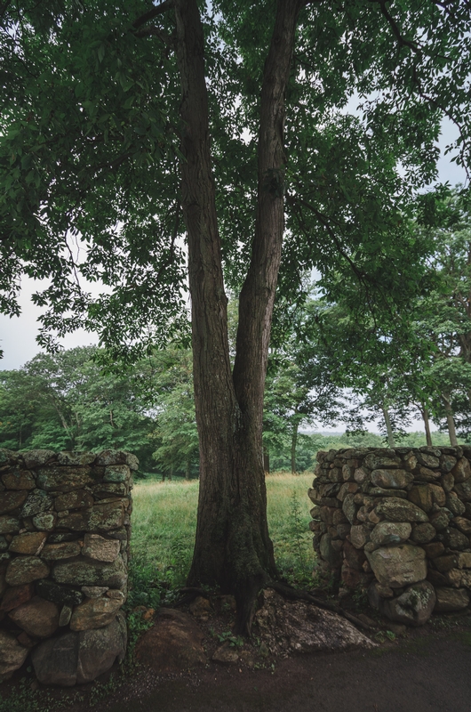 Trees and the Stone Wall