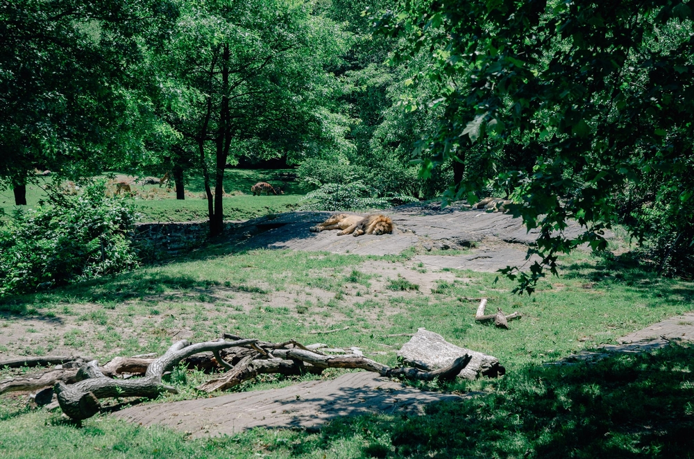 The Bronx Zoo - 2012-0519-DSC_2459