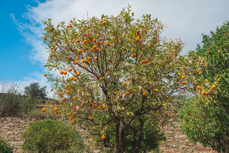 Oranges of the Duoro Valley