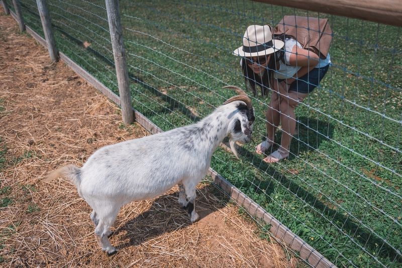 Jessica Meets a Goat
