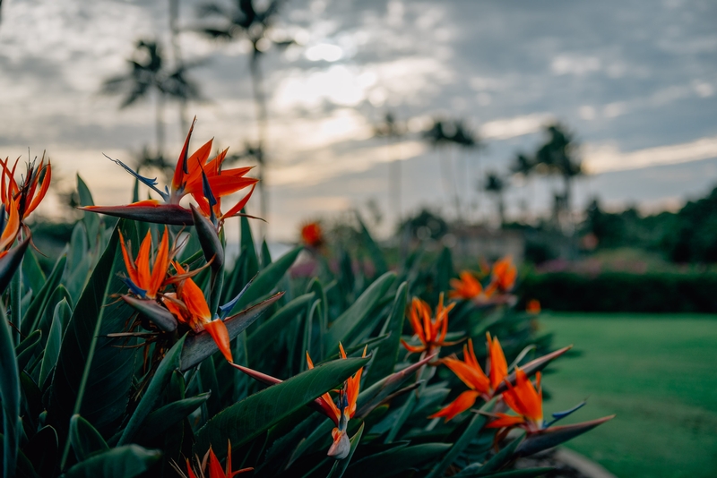 Flowers on Kauai 2