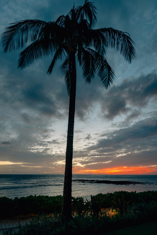 Palm Trees at Sunset 2