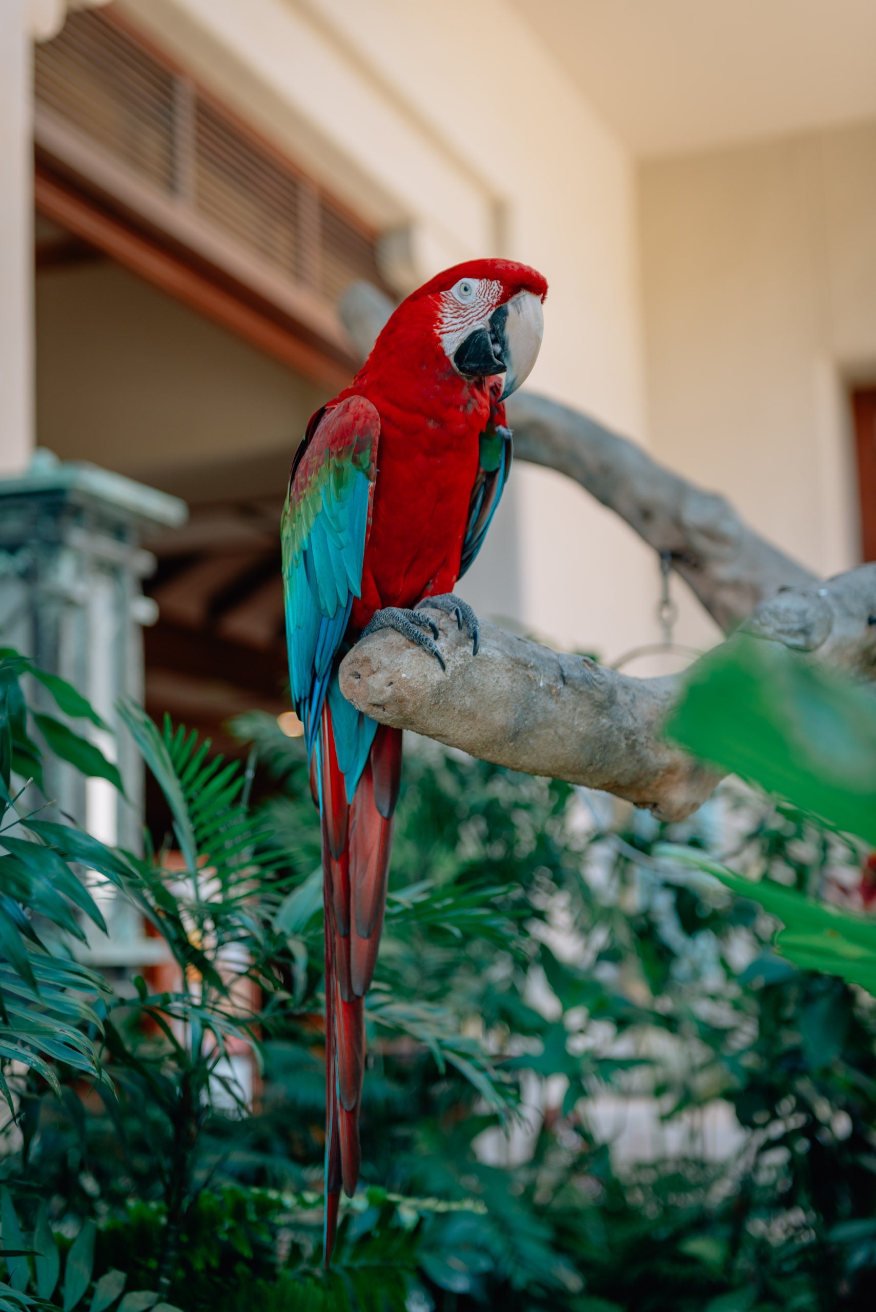 The Parrots of the Grand Hyatt Kauai