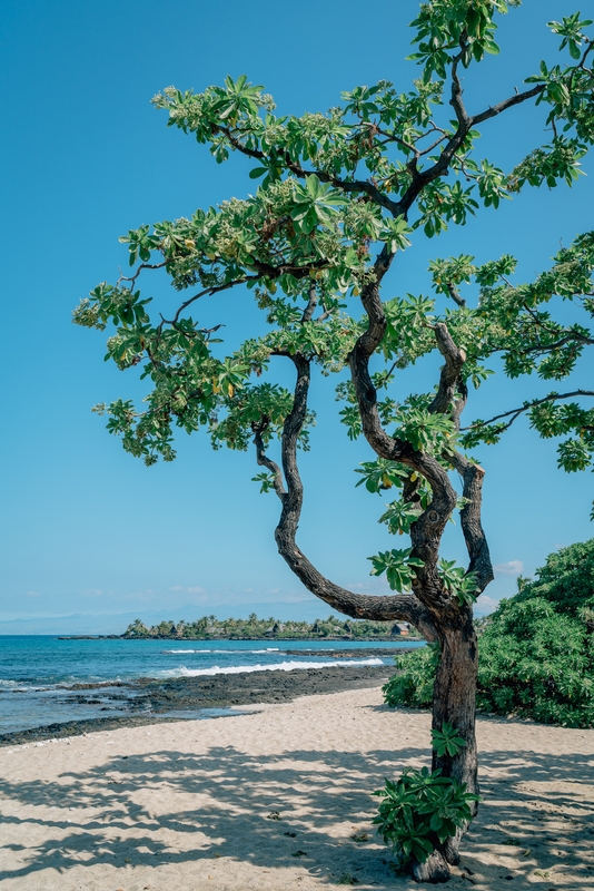 A Tree by the Beach