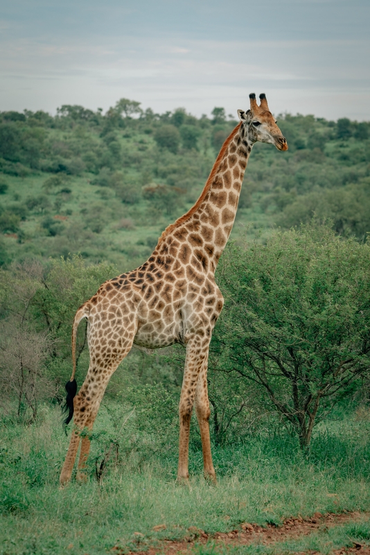 Giraffe Sightings in Lebombo 3