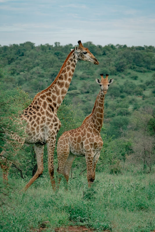 Giraffe Sightings in Lebombo