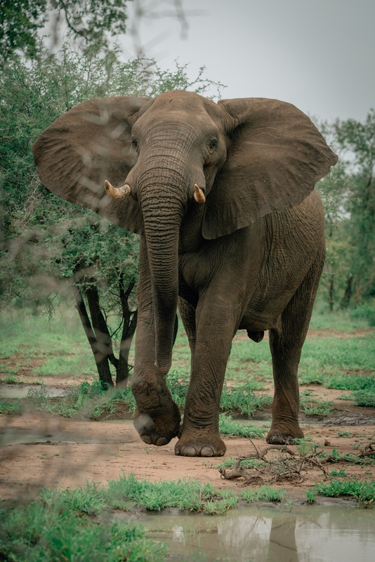 An Elephant Encounter 3