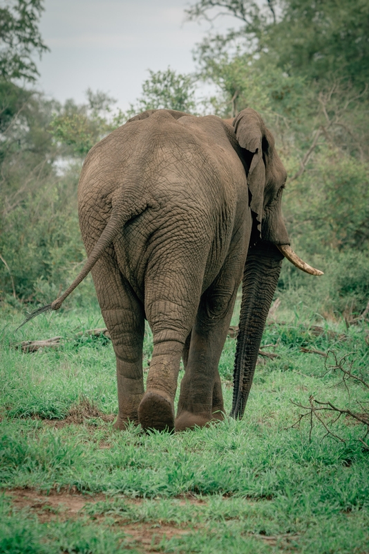 An Elephant Encounter 4