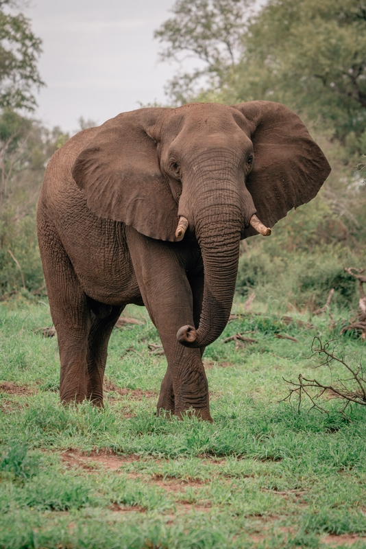 An Elephant Encounter
