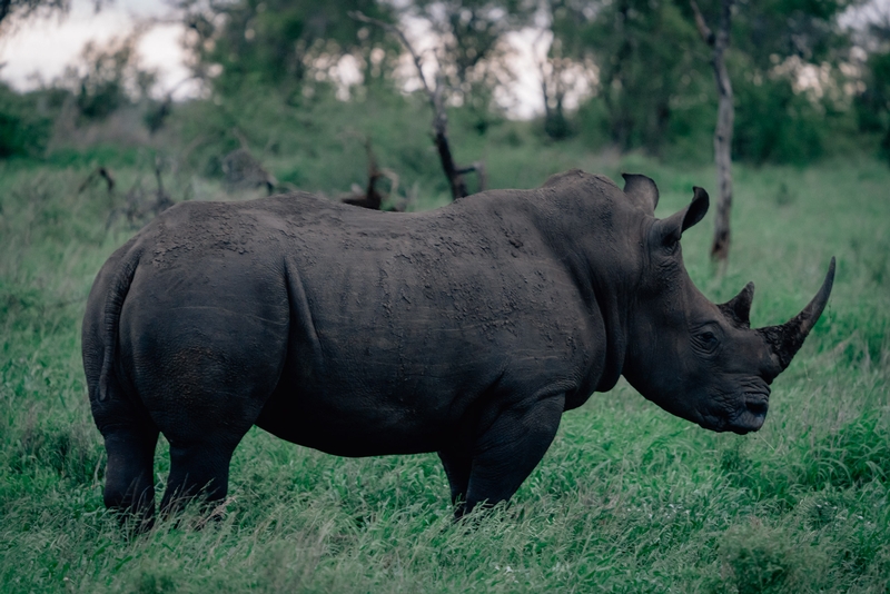 A Rhino at Dusk 2