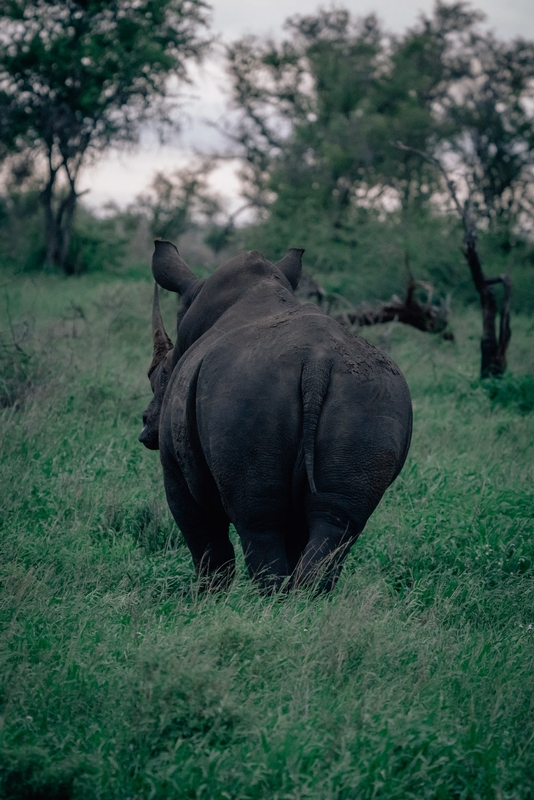 A Rhino at Dusk