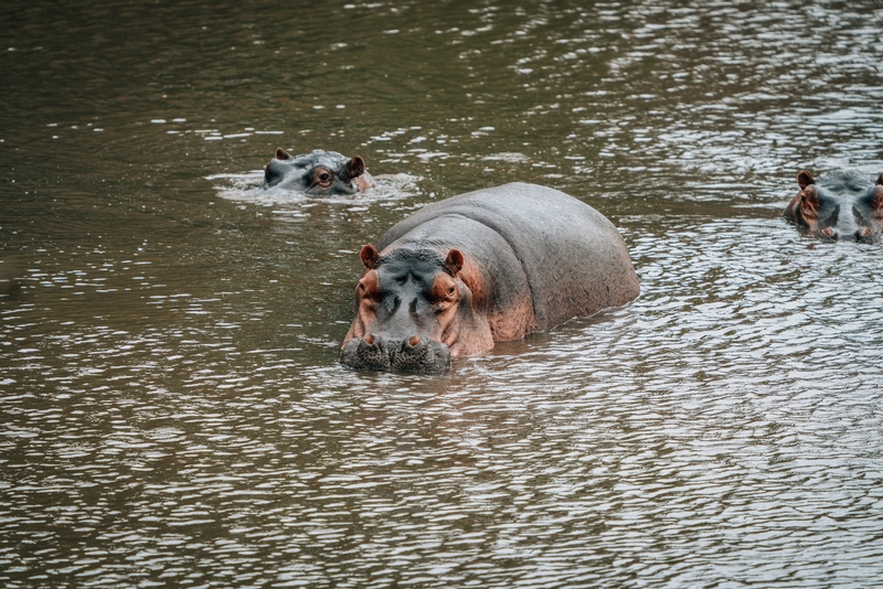 A Family of Hippos