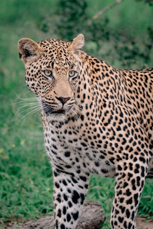 Leopard Encounter