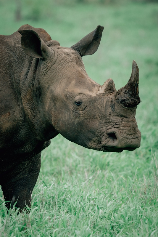 The Endangered Rhino