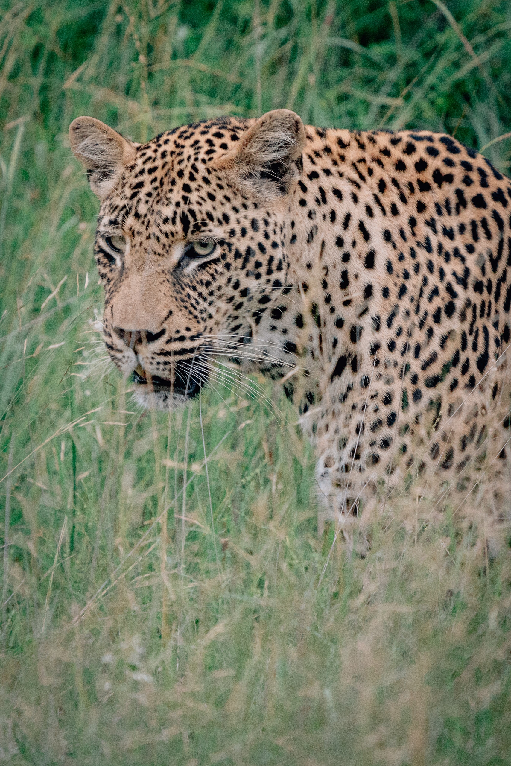 Tracking a Leopard