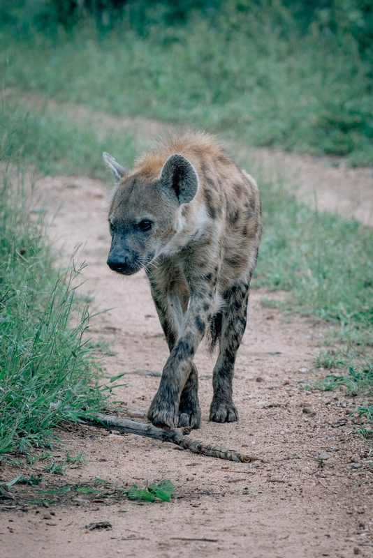 A Lone Hyena