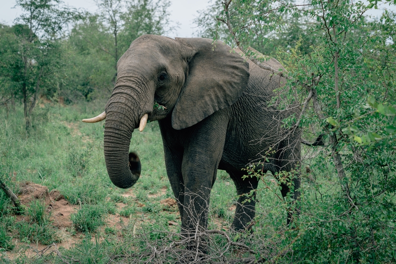 An Elephant Encounter