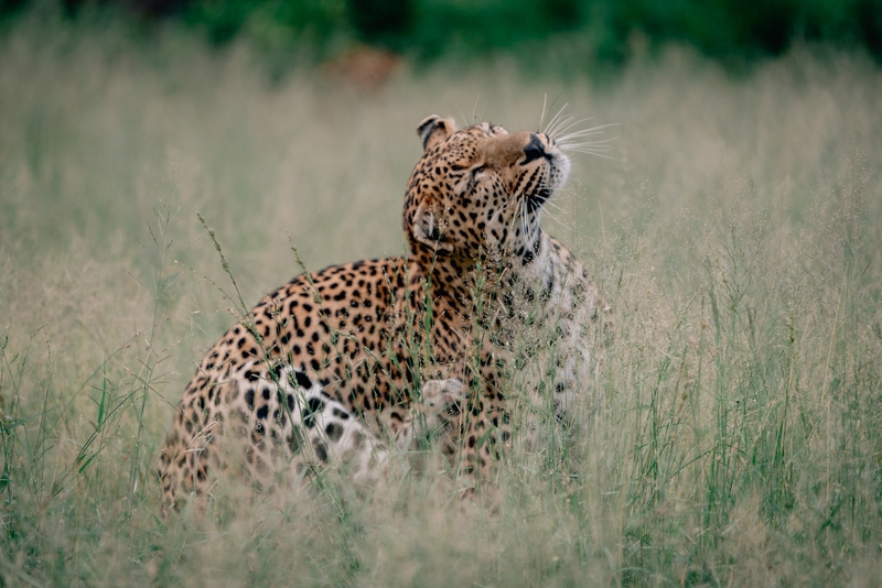An Itchy Leopard
