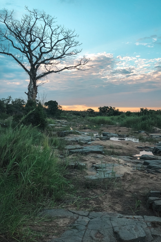 South Africa - Safari - 2018-0227-IMG_1529
