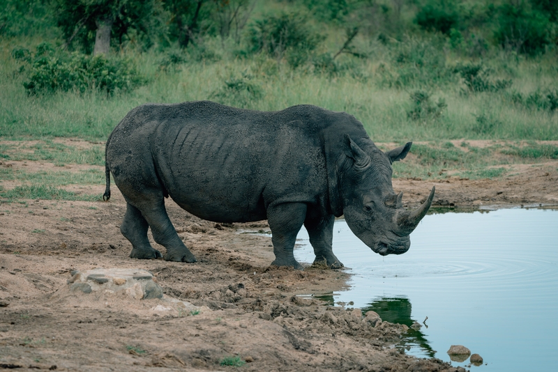 The Rhino Grabs a Beverage