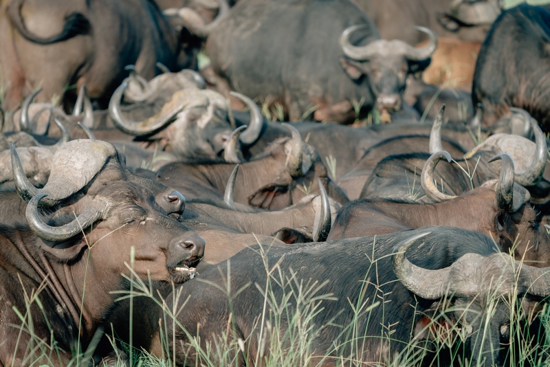 A Herd of Buffalo