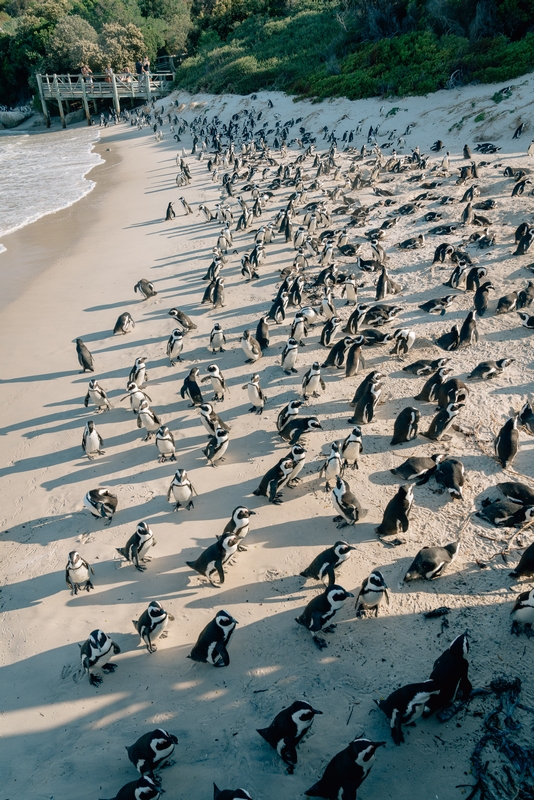 Penguin Beach 2