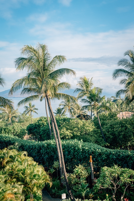 Palm Trees at the Four Seasons Maui