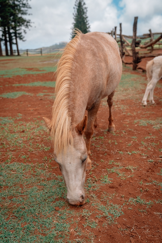 Miniature Horses at the Four Seasons Ranch Lanai