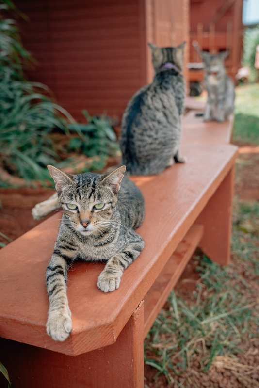 The Lanai Cat Sanctuary 3