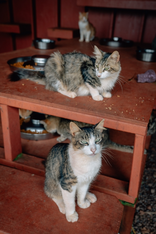 The Lanai Cat Sanctuary