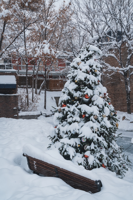 A Snowy Christmas Tree