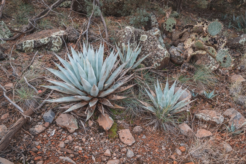 The Agave