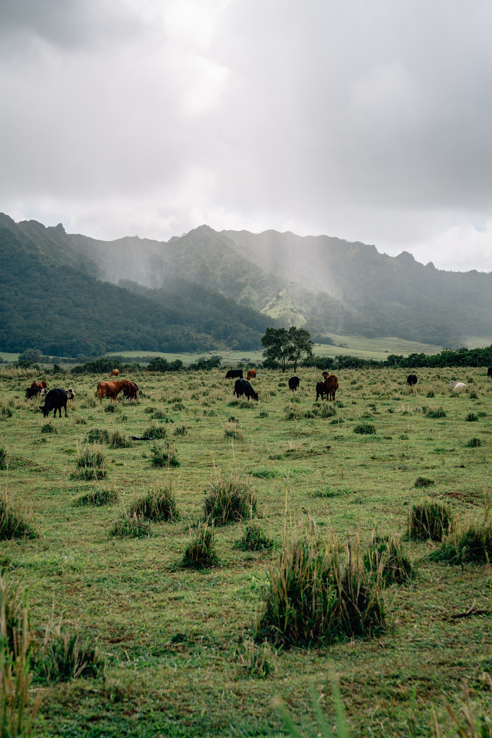 The Grassy Pastures of Kauai - Tall