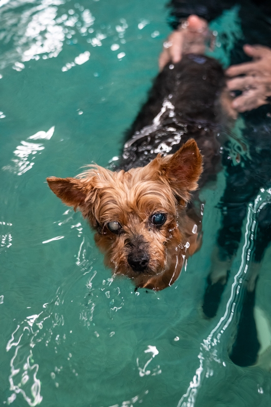 Water 4 Dogs - 2019-0615-DSC06432