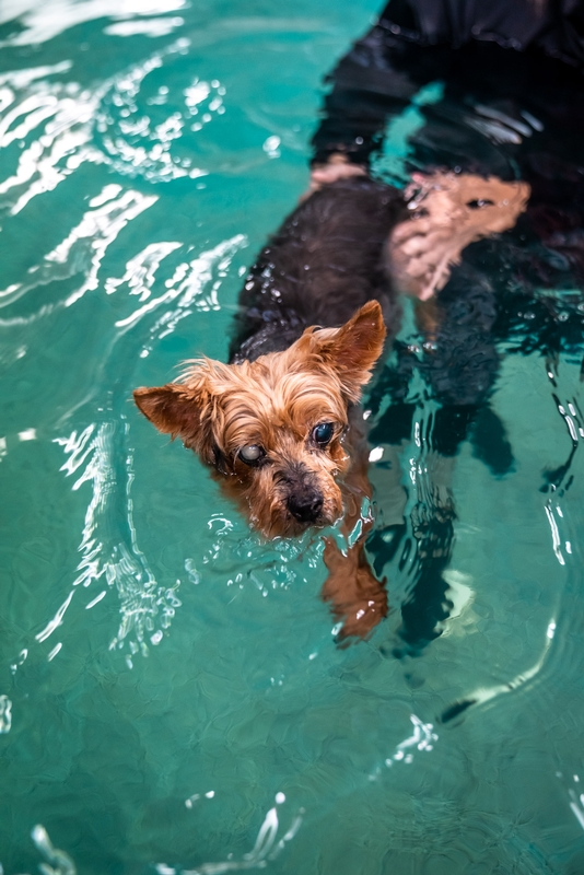 Water 4 Dogs - 2019-0615-DSC06435