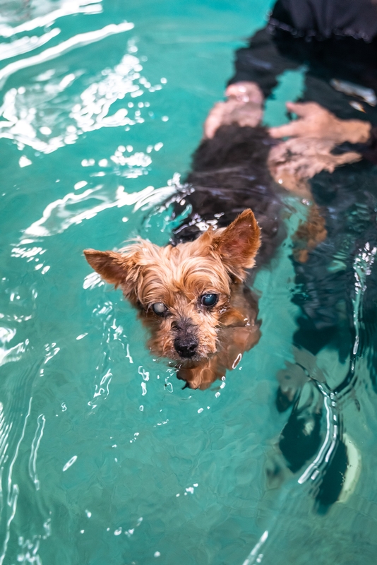 Water 4 Dogs - 2019-0615-DSC06439