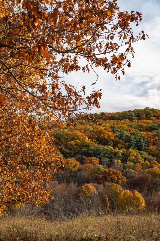 Fall Colors in Upstate New York - 2020-1025-_DSC3253