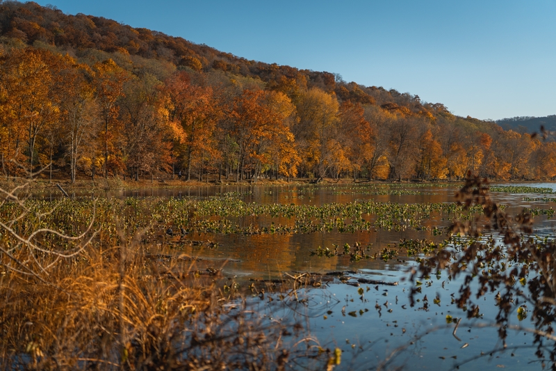 Fall Colors in Upstate New York - 2020-1108-_DSC3658